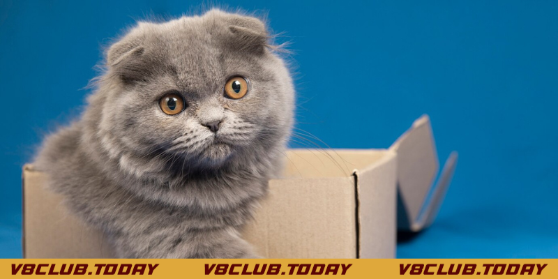 luận đoán mơ thấy mèo con đánh con gì