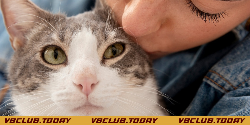 trong giấc mơ thấy mèo con đánh con gì may mắn