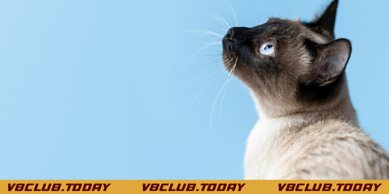 Khám phá mơ thấy mèo con đánh con gì đổi đời