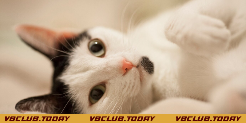 Thông điệp khi nằm mơ thấy mèo